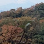 建長寺裏山からの富士山